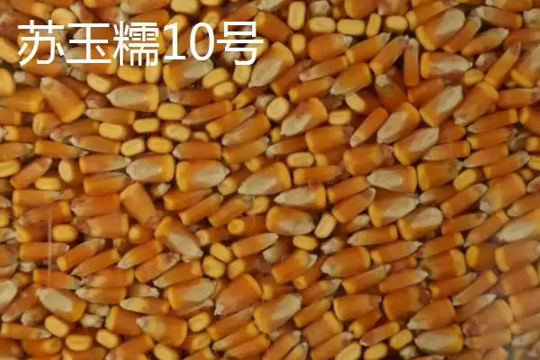 什么品种的甜糯玉米种子好,因地制宜选择的要点分析插图5 什么品种的甜糯玉米种子好,因地制宜选择的要点分析插图5