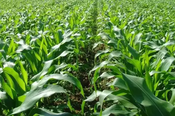 圣德912玉米种子简介，中抗穗腐病的优异抗病表现插图1