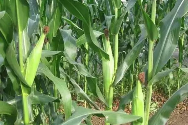 屯玉772玉米种子介绍，中等肥力以上地块栽培插图3