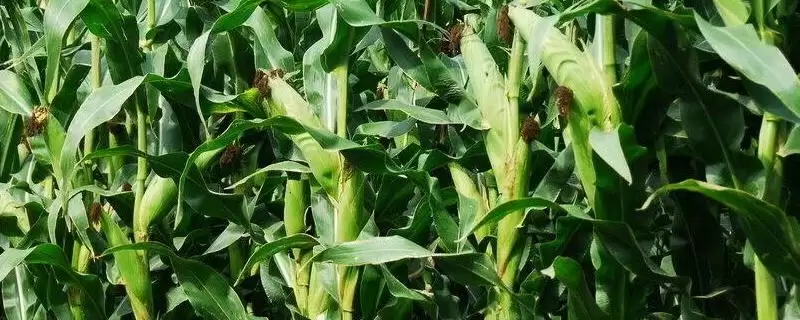 沈青520玉米种简介,4000株/亩左右密度的选择原因插图 沈青520玉米种简介,4000株/亩左右密度的选择原因插图