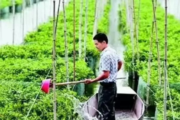 鳝鱼的养殖技术，放养鱼苗前池塘消毒工作的要点插图1
