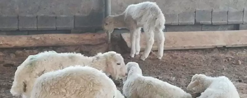 瘦羊催肥的方法，提供蛋白质和微生物含量较高饲料的要点-会东网