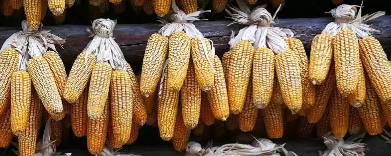 唐辉989玉米品种有啥特性？生育期130天左右-会东网