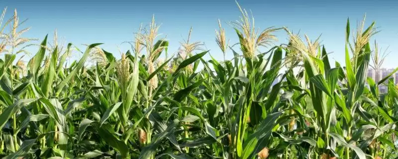 先科338玉米品种特性及防治玉米螟要点？-会东网