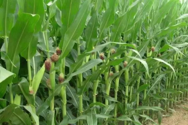 伟玉207玉米品种介绍，5-6月中旬播种要点插图3