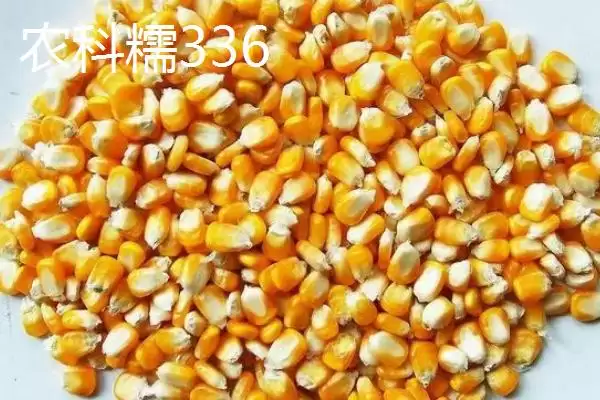 什么品种的甜糯玉米种子好,因地制宜选择的要点分析插图2 什么品种的甜糯玉米种子好,因地制宜选择的要点分析插图2