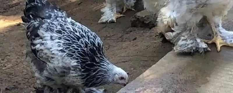 婆罗门鸡能长多少斤，公鸡能长到12斤左右的生长特点-会东网