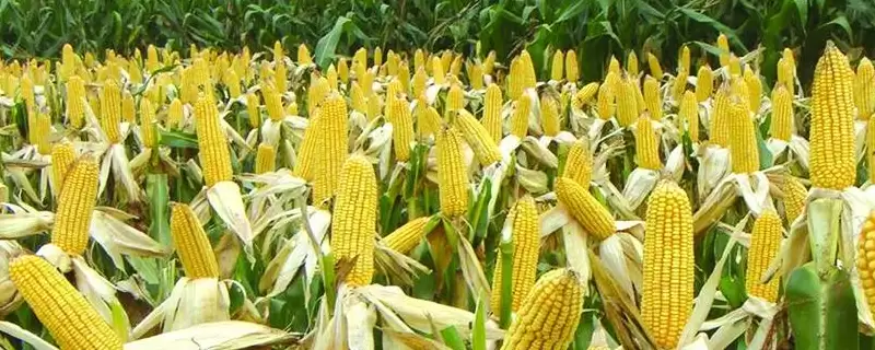 荣丰711玉米种简介,中抗穗腐病能力体现插图 荣丰711玉米种简介,中抗穗腐病能力体现插图