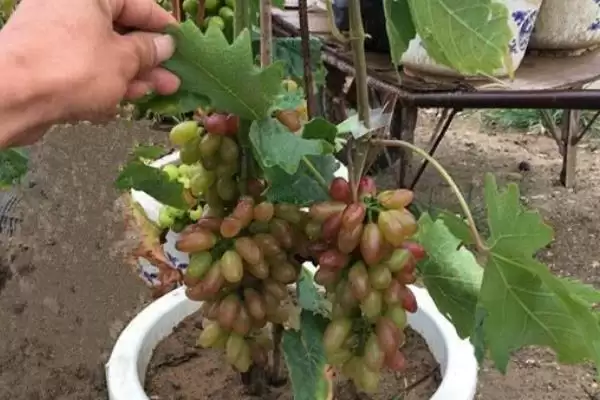 葡萄树的移栽方法，春季和秋季移栽的关键步骤插图4