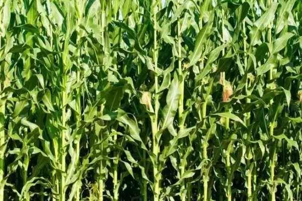 原玉003玉米种子介绍(原玉003玉米种子情况如何介绍)?插图1 原玉003玉米种子介绍(原玉003玉米种子情况如何介绍)?插图1