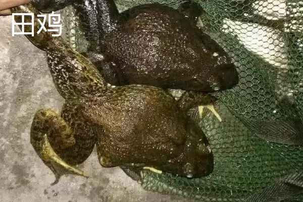 青蛙和田鸡的区别，二者均可养殖的特点介绍插图4
