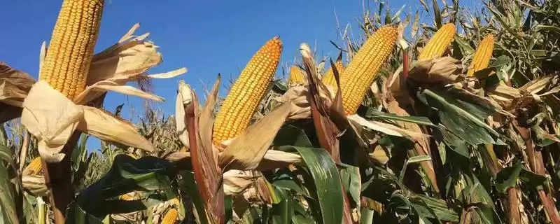 同玉11玉米种子介绍,3-4月中旬播种要点插图 同玉11玉米种子介绍,3-4月中旬播种要点插图