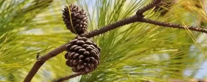 植物分为哪两个大类(植物分为种子植物和孢子植物)？-会东网