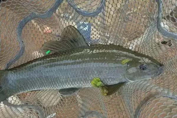 青鱼会不会吃鱼塘里面的小鱼，食物充足时的食性分析插图3