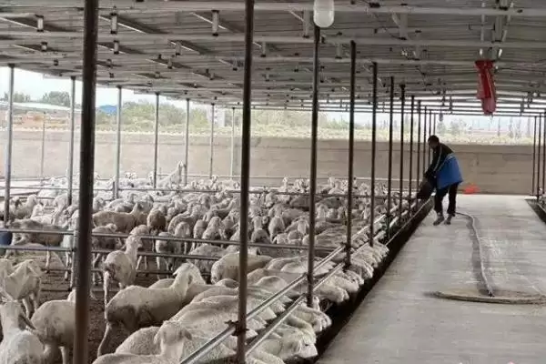 新手养羊注意事项及分群饲养等要点？插图6