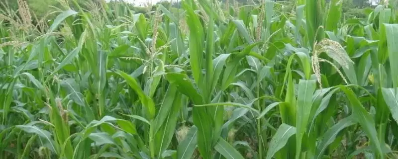 盛玉367玉米种子特点，4月底至5月初适宜播期的确定-会东网