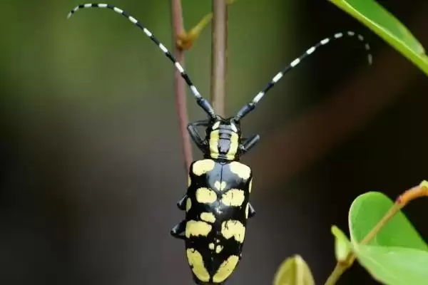 天牛的外形有啥特点?呈长圆筒形且触角非常长插图3 天牛的外形有啥特点?呈长圆筒形且触角非常长插图3