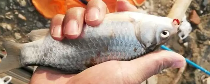 秋季钓鲫鱼用什么饵料,初、中、深秋不同饵料选择要点-会东网