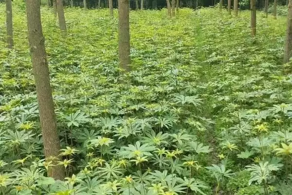 七叶一枝花的种植方法,5月中、下旬间苗的要点插图2 七叶一枝花的种植方法,5月中、下旬间苗的要点插图2