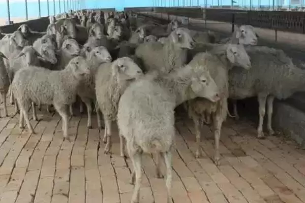 让羔羊安全越冬的方法,羊舍铺盖草帘等要点插图3 让羔羊安全越冬的方法,羊舍铺盖草帘等要点插图3