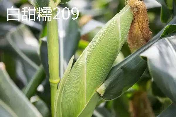 适合江苏种植的玉米品种，常见4种品种的详细介绍插图4