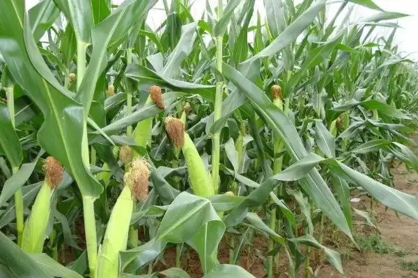 中科兴828玉米品种有啥特性(中科兴828玉米品种中抗茎腐病)?插图1 中科兴828玉米品种有啥特性(中科兴828玉米品种中抗茎腐病)?插图1