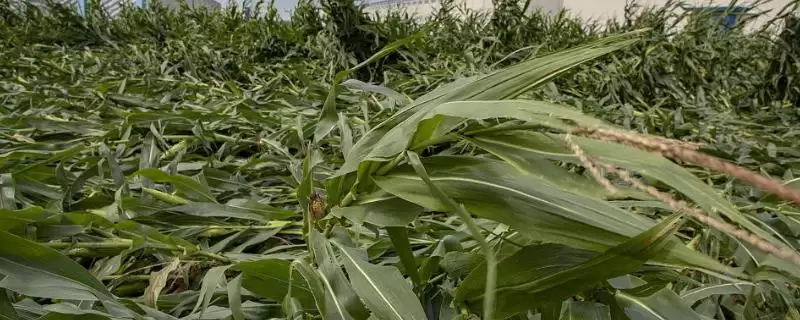 台风过后玉米怎么管理？需及时排水追肥等要点-会东网