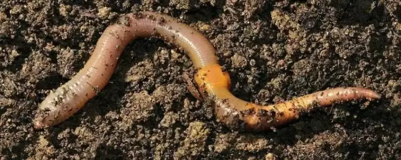 蚯蚓的养殖方法，根据情况选择合适容器养殖要点-会东网