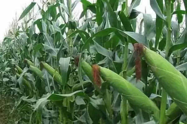 申科糯601玉米种子特点,该品种品质总评分88.4分的优势体现插图2 申科糯601玉米种子特点,该品种品质总评分88.4分的优势体现插图2