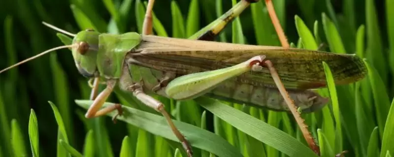 综合治理蝗虫的技术，可农业防治、生物防治和化学防治？-会东网
