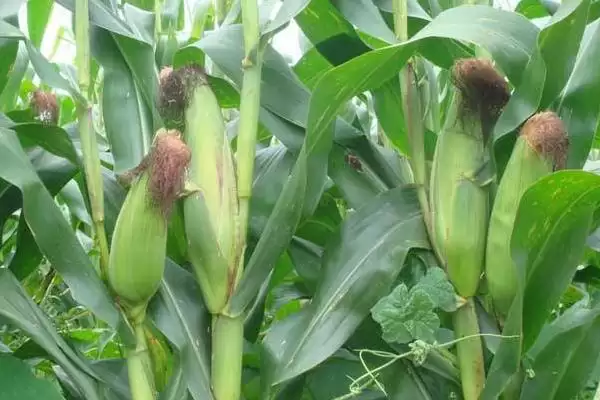 强盛179玉米种简介,4月下旬至5月上旬适应区播种的要点插图1 强盛179玉米种简介,4月下旬至5月上旬适应区播种的要点插图1