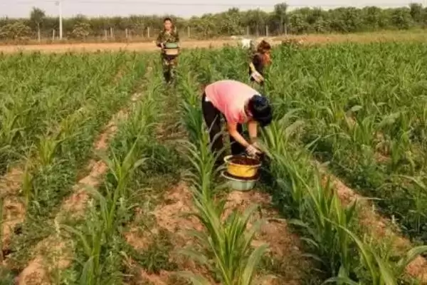 玉米大喇叭口期可以喷施云苔素和磷酸二氢钾吗(玉米大喇叭口期能否喷施云苔素和磷酸二氢钾)？插图1