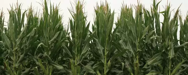 琼白糯1号玉米品种特性，全生育期禁用除草剂要点-会东网