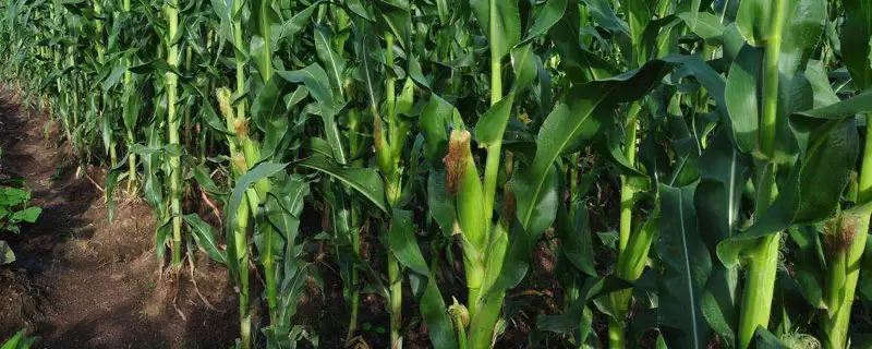 润丰909玉米种子简介,灌浆中后期防治红蜘蛛要点插图 润丰909玉米种子简介,灌浆中后期防治红蜘蛛要点插图