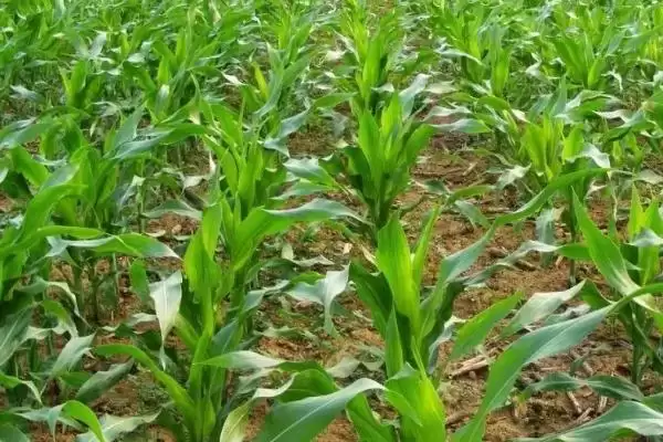 涛玉116玉米种子啥特性？平均生育期117天插图2