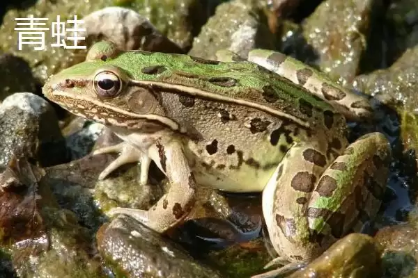 青蛙和田鸡的区别，二者均可养殖的特点介绍插图7