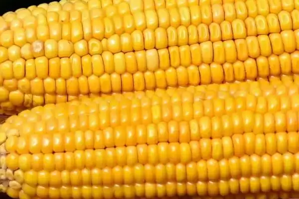 秋天钓草鱼的技巧，用玉米等饵料打窝垂钓要点插图3