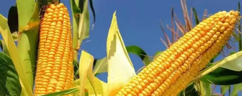 山玉10号（区试名称：SF1604）玉米种子简介，生育期133天的生长周期-会东网