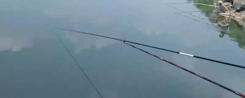 水库钓鱼的打窝方法，根据鱼品种选择酒米或谷物发酵饵料的要点-会东网
