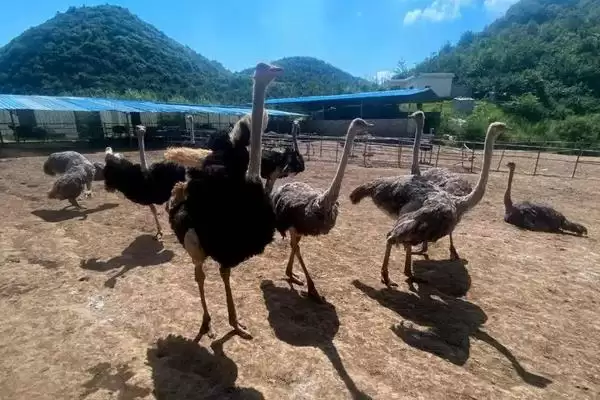 鸵鸟的养殖成本与利润如何？利润高风险也高插图1
