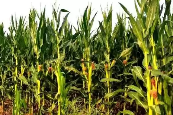 市玉801玉米种子介绍，平均生育期131.9天的生长周期插图1