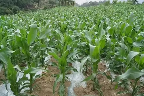 三北黑糯4号玉米种子简介，春播种植密度每亩4000株的选择依据插图1