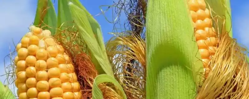 苏玉31玉米品种介绍，纯氮一般每亩30公斤-会东网