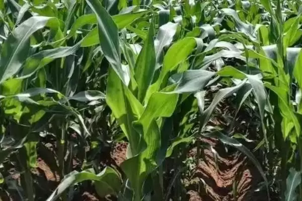 饲玉2号玉米种子特征特性,3月25日左右春播的时间要点插图1 饲玉2号玉米种子特征特性,3月25日左右春播的时间要点插图1