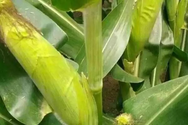 中吉2550（试验代号：绿汇5）玉米种啥情况(中吉2550玉米种中抗茎腐病)？插图3