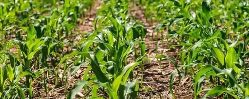 润民336玉米品种特性,生育期131天左右生长周期介绍-会东网
