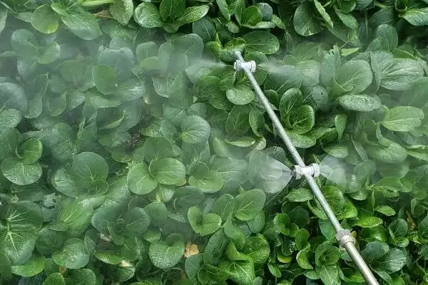 施田补除草剂的使用方法，移栽前兑水喷雾的要点插图4