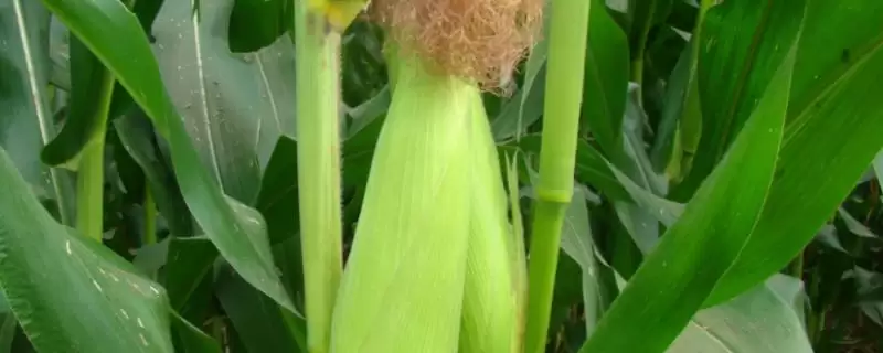润丰99玉米种子特征特性，4月下旬至5月上旬适宜播期分析-会东网