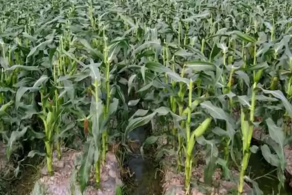 苏玉36玉米种子有啥特点?3月底-4月中下旬播种插图3 苏玉36玉米种子有啥特点?3月底-4月中下旬播种插图3