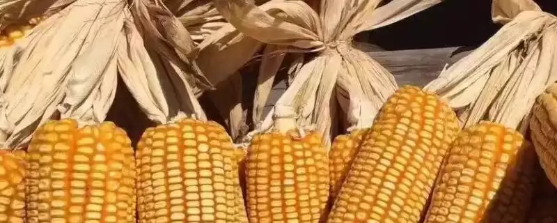 盛衍4号玉米品种特性，平均生育期129天的生长周期-会东网